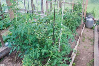 Что делать, если помидоры наращивают листья, а завязей нет: совет бывалых дачников - belnovosti.by