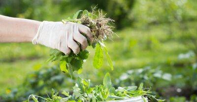 Пять сорняков, указывающих на проблемы с почвой в вашем саду - rus.delfi.lv