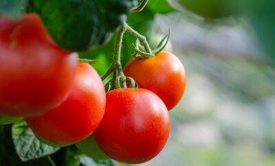 Как по внешнему виду помидоров определить правильный рост и развитие кустов - belnovosti.by