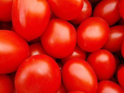 Нитраты больше не страшны: чем обработать томаты, чтобы в них не накапливались нитраты - belnovosti.by