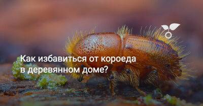 Как избавиться от короеда в деревянном доме? - botanichka.ru