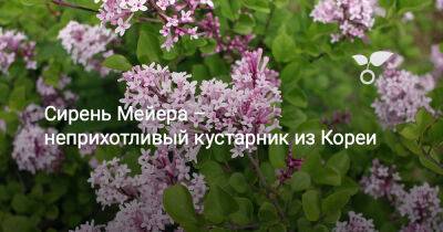 Сирень Мейера – неприхотливый кустарник из Кореи - botanichka.ru - Россия - Сша - Корея