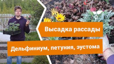 Цветы — как высадить готовую рассаду и посеять семена прямо в грунт? - botanichka.ru