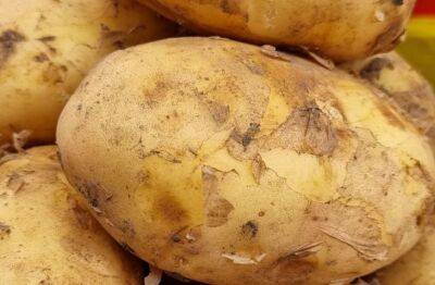 10-12 кг с куста: небывалый урожай картофеля благодаря копеечной подкормке - belnovosti.by