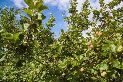 Почему желтеют листья яблони: 5 проверенных способов спасти дерево - belnovosti.by - Греция - Египет - Киев