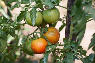 Подкормка томатов нашатырным спиртом (аммиаком): пропорции, после высадки - fermilon.ru