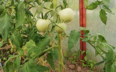 Урожай до 20 кг помидоров с куста: секретная подкормка, благодаря которой томаты пускаются в небывалый рост - belnovosti.by