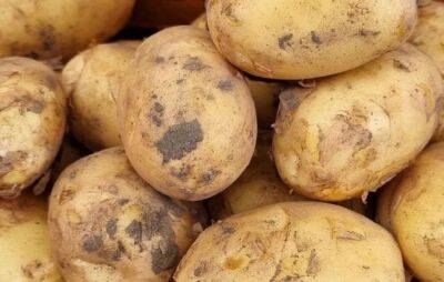 Чем подкормить картофель в июне-июле, чтобы по 3-4 кг урожая с куста стало реальностью - belnovosti.by