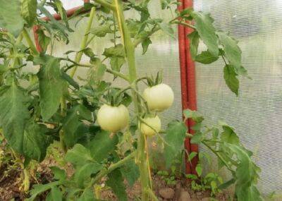 Что делать с пасынками от помидоров: многие огородники не знают об этом - belnovosti.by