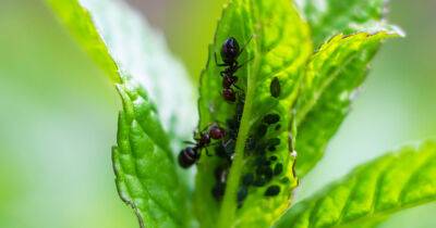 Борьба с муравьями на садовом участке - botanichka.ru