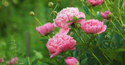 Пионы, вокруг одни пионы: 9 советов от эксперта о том, как вырастить идеальный цветок - rus.delfi.lv