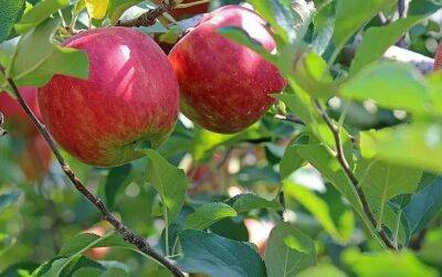 Елен Гутыро - Надо ли обрывать цвет у яблони? О чем не догадываются садоводы - belnovosti.by