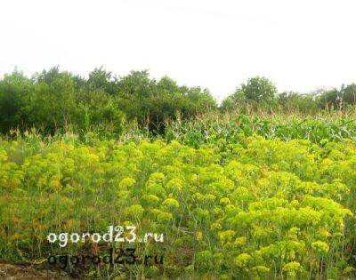 Как сеять укроп в открытый грунт семенами, чтобы он дольше давал зелень - ogorod23.ru