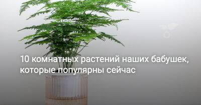 10 комнатных растений наших бабушек, которые популярны сейчас - botanichka.ru - Юар