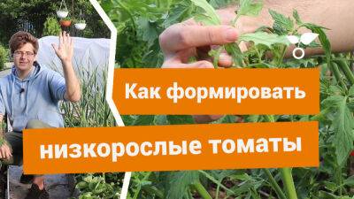 Как формировать низкорослые томаты в открытом грунте? - botanichka.ru