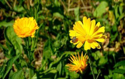 5 волшебных народных средств, которые помогут избавиться от насекомых-вредителей - belnovosti.by