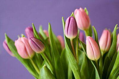 Как хранить тюльпаны после цветения: многие дачники совершают эти ошибки - belnovosti.by