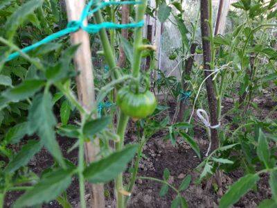 Марин Михалап - Какие два правила полива помидоров нужно соблюдать для здоровых кустов: о них не знают большинство огородников - belnovosti.by