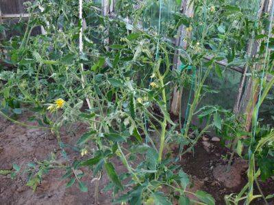 Удалите эти цветки с томатов срочно: о чем не знают многие огородники - belnovosti.by