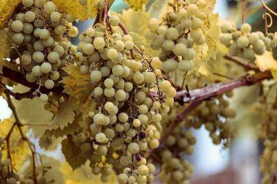 Как правильно ухаживать за девичьим виноградом: хитрости, о которых многие не знают - belnovosti.by