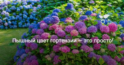 Пышный цвет гортензии — это просто! - botanichka.ru