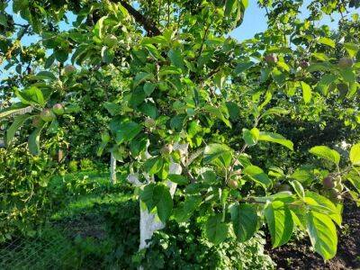 Чем подкормить яблоню в конце июня: многие дачники забывают от этом - belnovosti.by