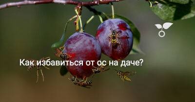 Как избавиться от ос на даче? - botanichka.ru