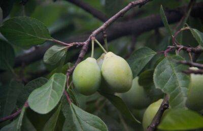 Марин Михалап - Чем подкормить груши и яблони в июле, чтобы собрать богатый урожай: секреты дачников - belnovosti.by