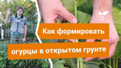 Как и зачем формировать огурцы в открытом грунте? - botanichka.ru