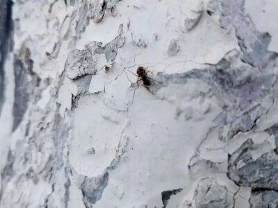 Елен Гутыро - Мощное средство поможет избавить огород от муравьев надолго: насекомые вмиг разбегутся кто куда - belnovosti.by