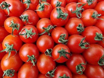 Ольга Котова - Что нужно делать, чтобы защитить томаты от фитофторы: работайте на опережение - belnovosti.by