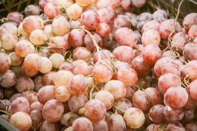 Когда нельзя поливать виноград: правило, которое знают садоводы - belnovosti.by