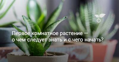 Первое комнатное растение — о чем следует знать и с чего начать? - botanichka.ru