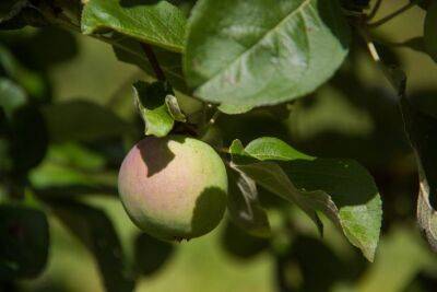Опасны ли черные точки на яблоках: можно ли есть такие яблоки - belnovosti.by