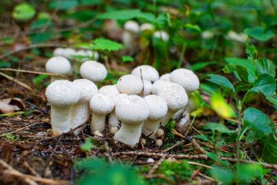 Какие съедобные грибы можно собрать летом? - botanichka.ru - Антарктида