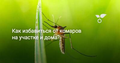 Как избавиться от комаров на участке и дома? - botanichka.ru