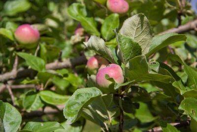 Простая, но важная подкормка для яблони в начале июня: совет опытных садоводов - belnovosti.by