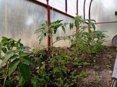 Не высаживайте томаты, пока не сделаете это: 5 подготовительных мероприятий - belnovosti.by