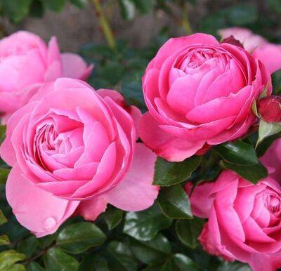 Сорта розовых роз с фото и названиями - fermilon.ru