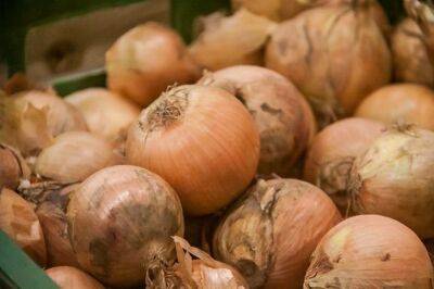 Чем подкормить лук в июне, чтобы луковицы выросли размером с кулак: совет бывалых огородников - belnovosti.by