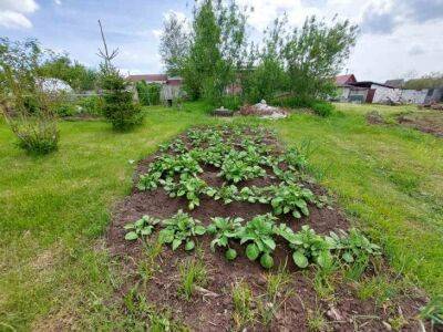 Как снизить кислотность почвы: простые советы от опытных дачников - belnovosti.by