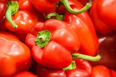 Как понять, чего не хватает перцам: 4 опасных вредителя овоща - belnovosti.by
