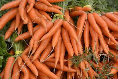 Как понять, чего не хватает моркови на участке? - aif.ru