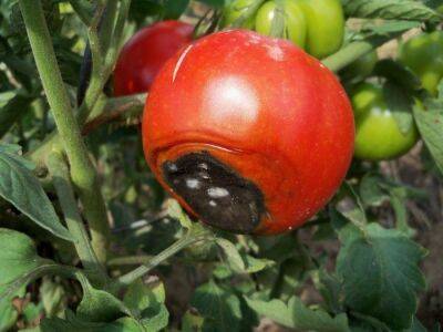 Вершинная гниль томатов в открытом грунте: лечение, фото, меры борьбы - fermilon.ru