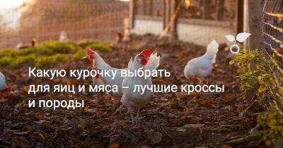 Какую курочку выбрать для яиц и мяса – лучшие кроссы и породы - botanichka.ru