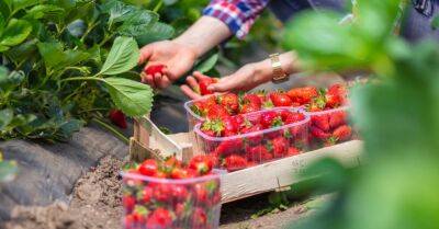 21 клубничное поле в Латвии, где можно собрать ягоды своими собственными руками - rus.delfi.lv - Латвия
