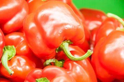 Чем подкормить перец в июле: натуральное средство для небывалого урожая - belnovosti.by
