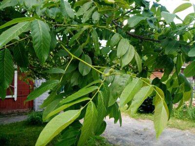 Это дерево заменит грецкий орех и обеспечит вас орехами - belnovosti.by - Китай - Корея