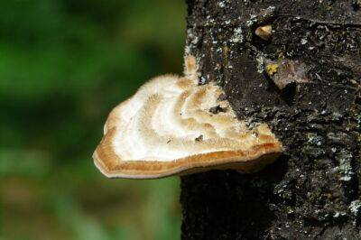 Бесплатный помощник: этот гриб из леса заменит удобрение - belnovosti.by