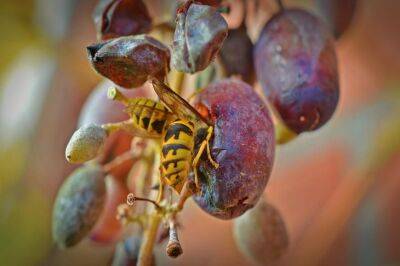 Елена Шимановская - Что делать, если осы атаковали виноград: не спешите избавляться от этих насекомых - belnovosti.by